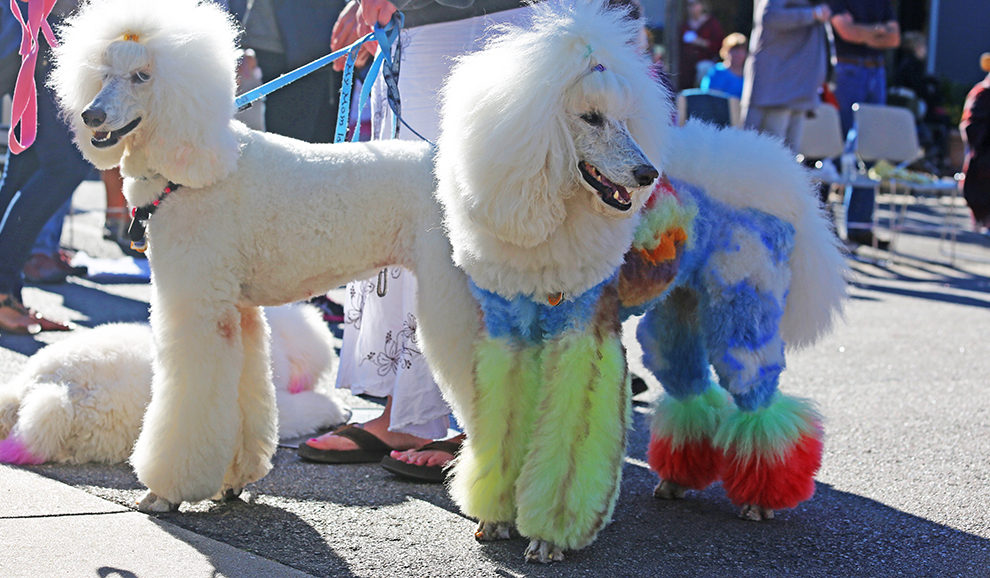 Perfectly precious poodles on parade New American Nomads