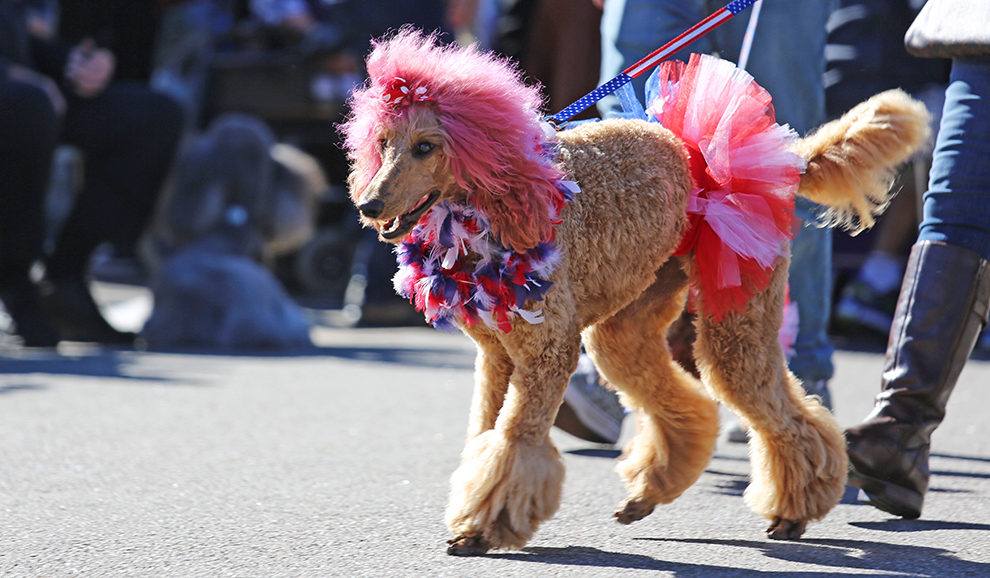 Perfectly precious poodles on parade New American Nomads