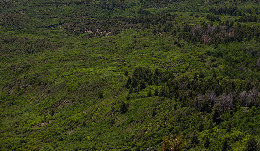 GrandMesaNationalForest-0770-WEB