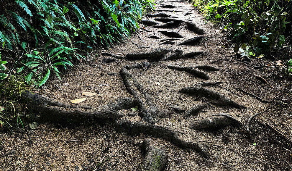 Cape-Perpetua-trail-4907-WEB