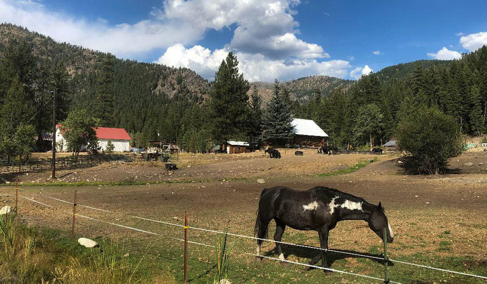 YP-with-horse-WEB