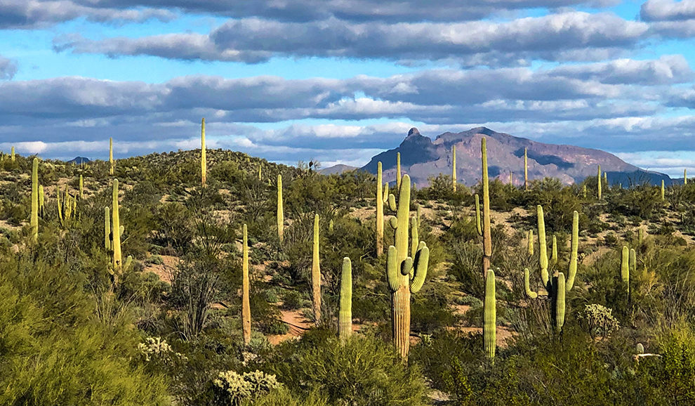 Organ Pipe-8747-WEB