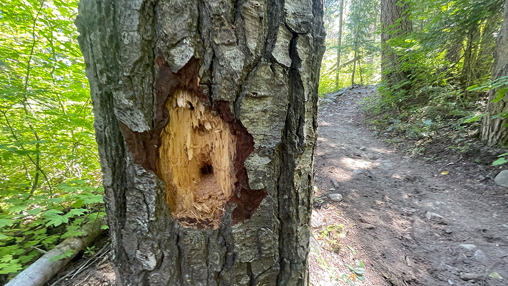 A tree battered by a woodpecker on the Nason Ridge Trail at Wenatchee Lake.