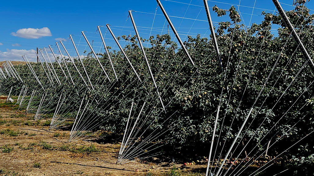 YakimaAppleTrees