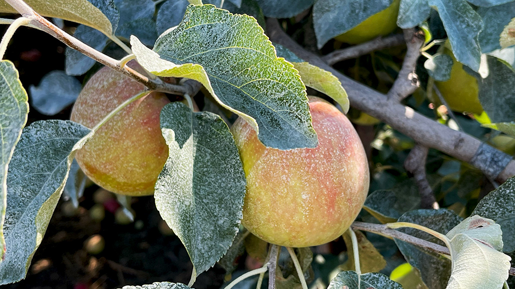 YakimaApples